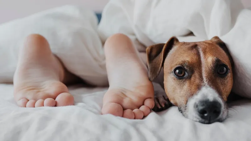 Dog with its head poking out from underneath bedding next to a pair of human feet