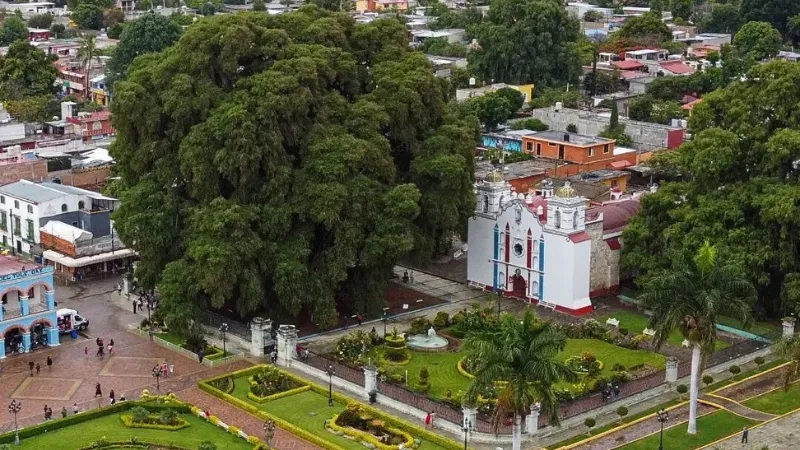 Tule Tree Oaxaca: The Ultimate Guide [2024] - Capricious Travel