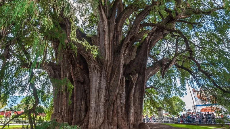 The enormous trunk and hanging foliage of the Tule Tree, also known as El Árbol del Tule, El Tule or the Tree of Tule, situated in Santa María del Tule, located six miles west of Oaxaca City, in Mexico